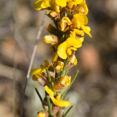 Dillwynia sericea (Egg And Bacon Peas) at Michelago, NSW - 22 Oct 2012 by Illilanga