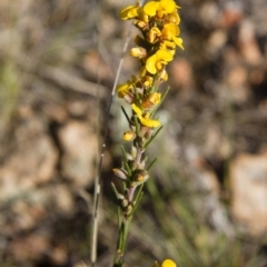 Dillwynia sericea at Michelago, NSW - 22 Oct 2012 04:39 PM