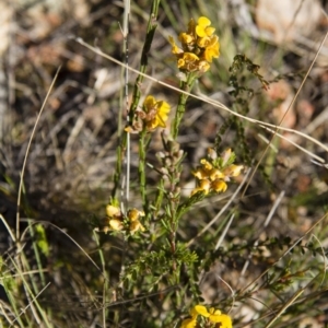 Dillwynia sericea at Michelago, NSW - 22 Oct 2012 04:39 PM