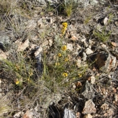 Dillwynia sericea at Michelago, NSW - 22 Oct 2012 04:39 PM