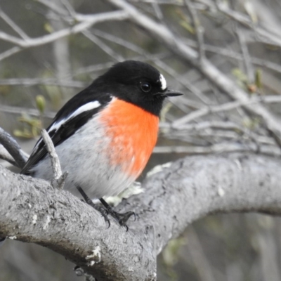 Petroica boodang (Scarlet Robin) at McQuoids Hill - 10 Jun 2018 by HelenCross