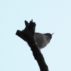 Daphoenositta chrysoptera (Varied Sittella) at McQuoids Hill - 10 Jun 2018 by HelenCross