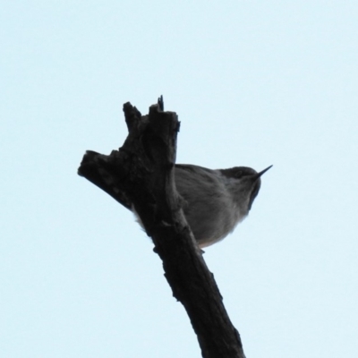 Daphoenositta chrysoptera (Varied Sittella) at McQuoids Hill - 10 Jun 2018 by HelenCross