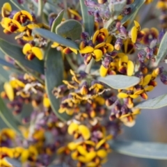 Daviesia mimosoides at Michelago, NSW - 7 Oct 2017