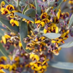 Daviesia mimosoides at Michelago, NSW - 7 Oct 2017