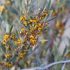 Daviesia mimosoides at Michelago, NSW - 7 Oct 2017