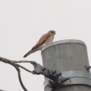 Falco cenchroides at Tuggeranong DC, ACT - 8 Jan 2015