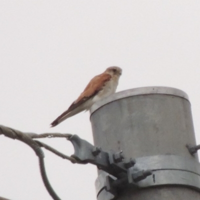 Falco cenchroides (Nankeen Kestrel) at Tuggeranong DC, ACT - 8 Jan 2015 by MichaelBedingfield