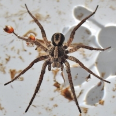 Venatrix sp. (genus) (Unidentified Venatrix wolf spider) at Wanniassa, ACT - 16 Aug 2018 by JohnBundock