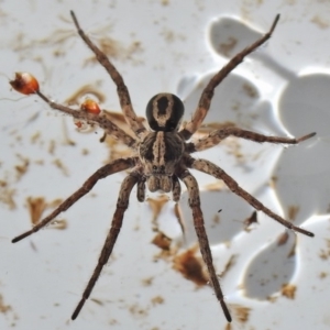 Venatrix sp. (genus) at Wanniassa, ACT - 16 Aug 2018