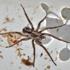 Venatrix sp. (genus) at Wanniassa, ACT - 16 Aug 2018