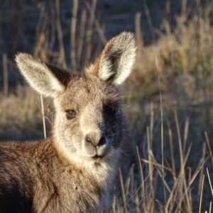 Macropus giganteus at Jerrabomberra, ACT - 14 Aug 2018 05:22 PM