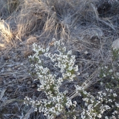 Cryptandra sp. Floriferous (W.R.Barker 4131) W.R.Barker at Wanniassa Hill - 14 Aug 2018 by Mike