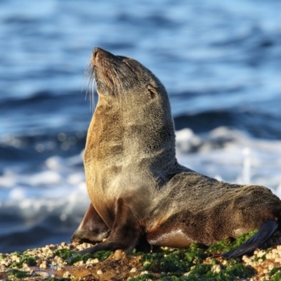 Arctocephalus forsteri (New Zealand Fur Seal) at Merimbula, NSW - 16 Aug 2018 by Leo