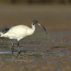 Threskiornis molucca (Australian White Ibis) at Merimbula, NSW - 16 Aug 2018 by Leo