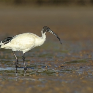 Threskiornis molucca at Merimbula, NSW - 16 Aug 2018 08:13 AM