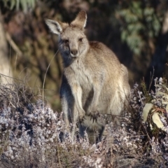 Macropus giganteus (Eastern Grey Kangaroo) at Wanniassa Hill - 14 Aug 2018 by Mike