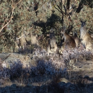 Macropus giganteus at Jerrabomberra, ACT - 14 Aug 2018