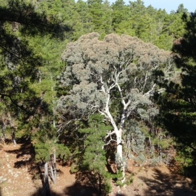 Eucalyptus polyanthemos (Red Box) at Isaacs Ridge and Nearby - 28 Aug 2018 by Mike