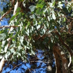 Eucalyptus polyanthemos at Isaacs, ACT - 28 Aug 2018