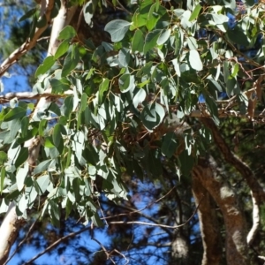 Eucalyptus polyanthemos at Isaacs, ACT - 28 Aug 2018