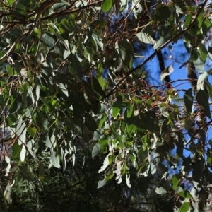 Eucalyptus polyanthemos at Isaacs Ridge and Nearby - 28 Aug 2018