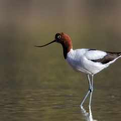 Recurvirostra novaehollandiae (Red-necked Avocet) at Eden, NSW - 15 Aug 2018 by Leo