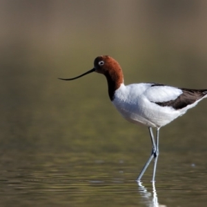 Recurvirostra novaehollandiae at Lake Curalo - 16 Aug 2018