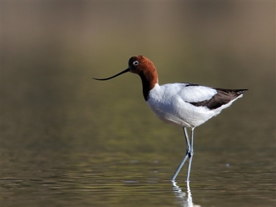 Recurvirostra novaehollandiae (Red-necked Avocet) at Lake Curalo - 15 Aug 2018 by Leo