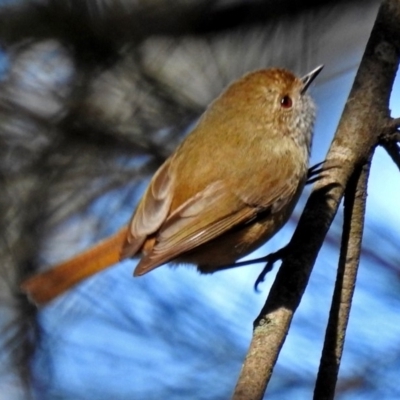 Acanthiza pusilla (Brown Thornbill) at Acton, ACT - 16 Aug 2018 by RodDeb