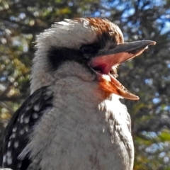 Dacelo novaeguineae (Laughing Kookaburra) at ANBG - 16 Aug 2018 by RodDeb