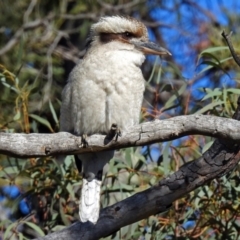 Dacelo novaeguineae at Acton, ACT - 16 Aug 2018 11:36 AM