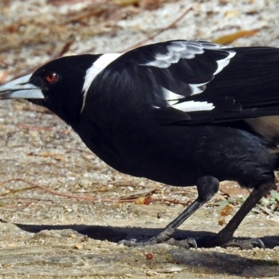 Gymnorhina tibicen (Australian Magpie) at Acton, ACT - 16 Aug 2018 by RodDeb