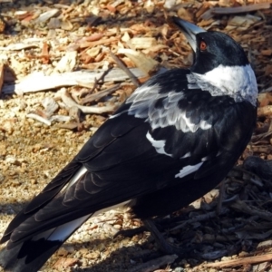 Gymnorhina tibicen at Acton, ACT - 16 Aug 2018 12:02 PM