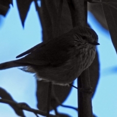 Acanthiza lineata (Striated Thornbill) at Acton, ACT - 16 Aug 2018 by RodDeb