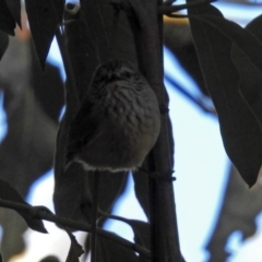 Acanthiza lineata at Acton, ACT - 16 Aug 2018