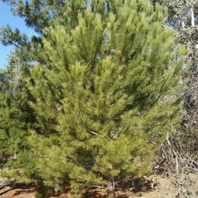 Pinus pinea (Stone Pine) at Isaacs Ridge and Nearby - 26 Aug 2018 by Mike