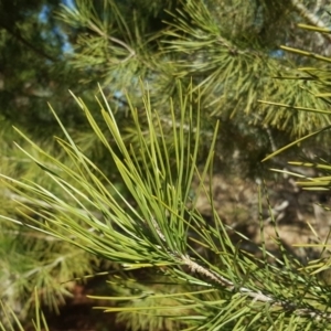 Pinus pinea at Isaacs, ACT - 26 Aug 2018