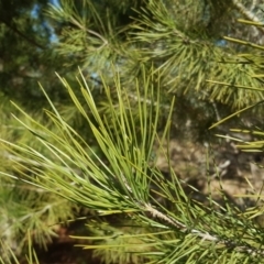 Pinus pinea at Isaacs, ACT - 26 Aug 2018