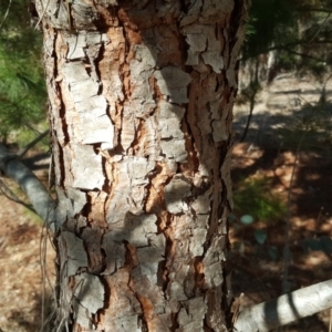 Pinus pinea at Isaacs, ACT - 26 Aug 2018