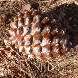 Pinus pinea at Isaacs, ACT - 26 Aug 2018