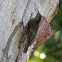 Cormobates leucophaea (White-throated Treecreeper) at ANBG - 16 Aug 2018 by RodDeb