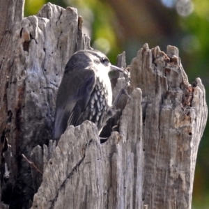 Cormobates leucophaea at Acton, ACT - 16 Aug 2018