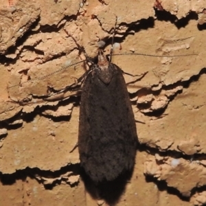 Oecophoridae provisional species 1 at Wanniassa, ACT - 16 Aug 2018