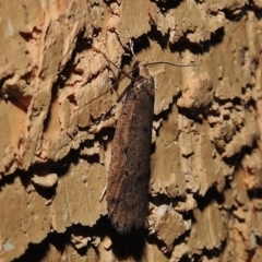 Oecophoridae provisional species 1 at Wanniassa, ACT - 16 Aug 2018
