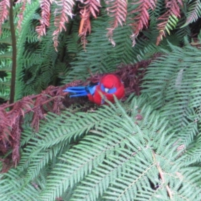 Platycercus elegans (Crimson Rosella) at ANBG - 19 Apr 2015 by natureguy