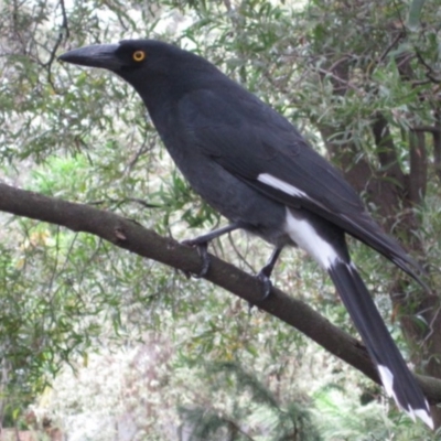 Strepera graculina (Pied Currawong) at Canberra Central, ACT - 19 Apr 2015 by natureguy