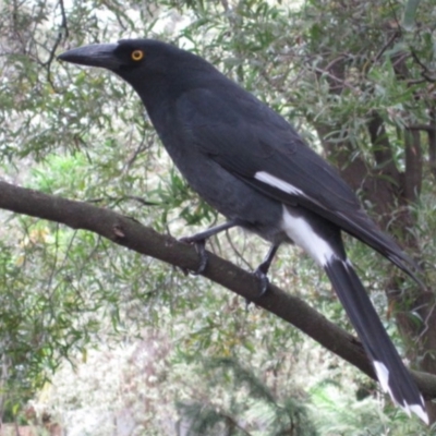 Strepera graculina (Pied Currawong) at Canberra Central, ACT - 19 Apr 2015 by natureguy