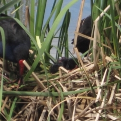 Porphyrio melanotus (Australasian Swamphen) at Parkes, ACT - 22 Sep 2015 by natureguy