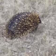 Tachyglossus aculeatus (Short-beaked Echidna) at Forde, ACT - 9 Jan 2017 by natureguy